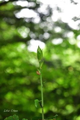 DSC_8118.jpg