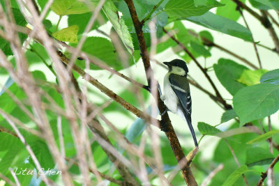 DSC_8167.jpg