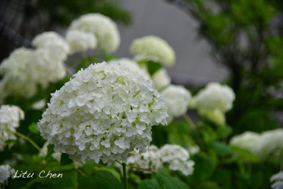 DSC_8513.jpg