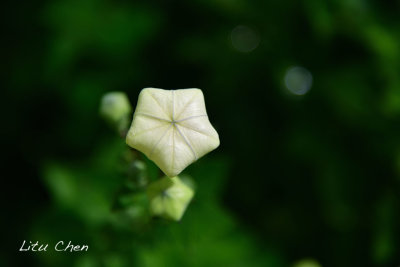 DSC_8520.jpg