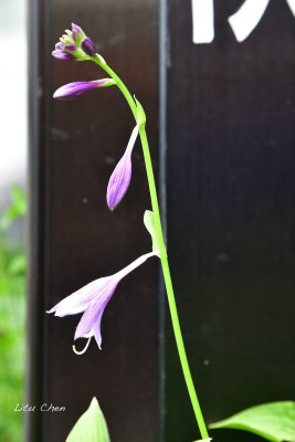 DSC_8602.jpg