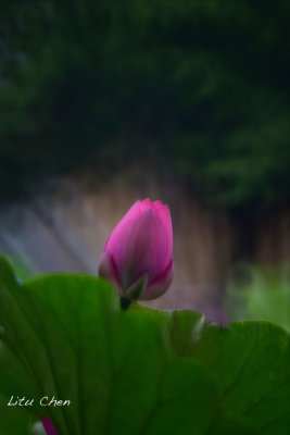 DSC_3536.jpg