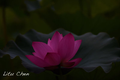 DSC_3539.jpg