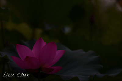 DSC_3540.jpg