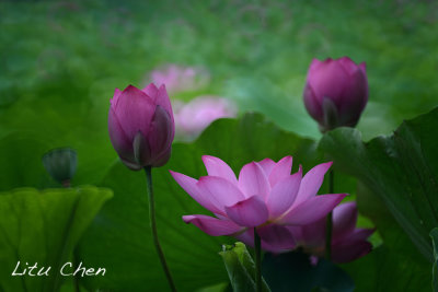 DSC_3559.jpg