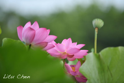 DSC_5253.jpg