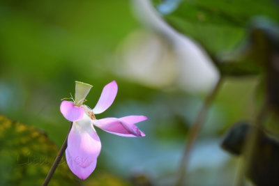 DSC_1556.jpg