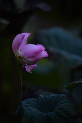 DSC_1619.jpg