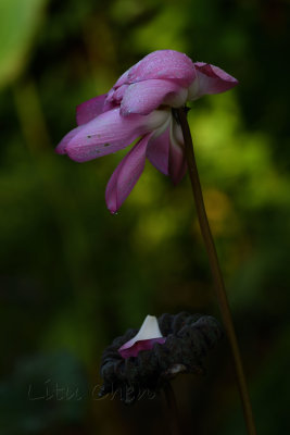 dsc_7927.jpg