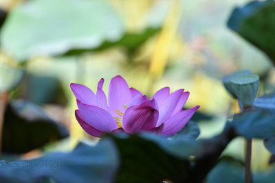 dsc_8019.jpg