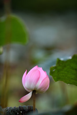 dsc_8250.jpg