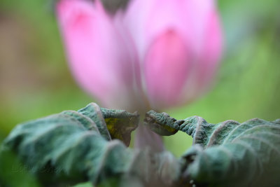 dsc_8377.jpg