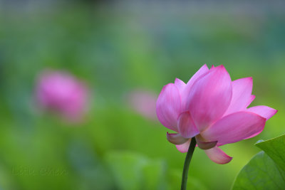dsc_8578.jpg