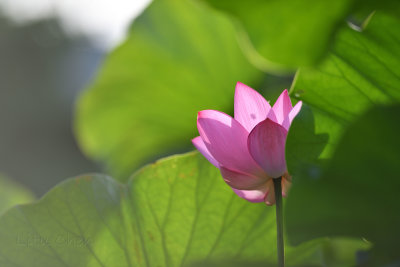 dsc_8604.jpg