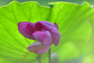 dsc_8620.jpg