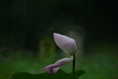 dsc_8756.jpg