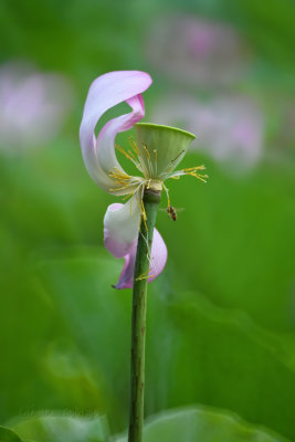 dsc_8779.jpg