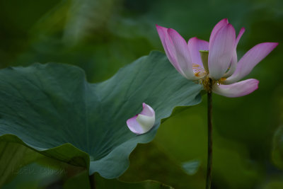 dsc_8787.jpg