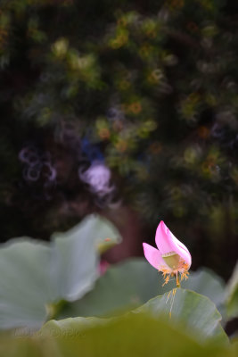 dsc_8859.jpg