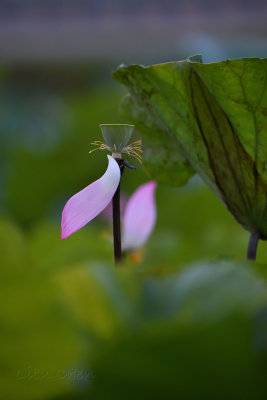 dsc_9331.jpg
