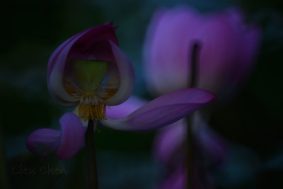 dsc_9956.jpg