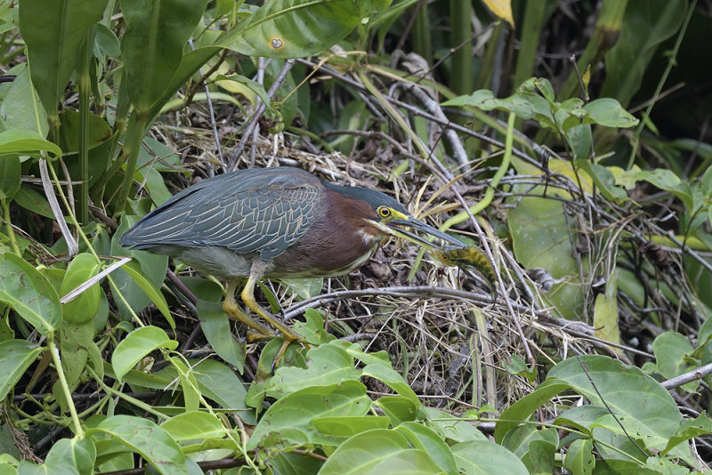 Green Heron with fish