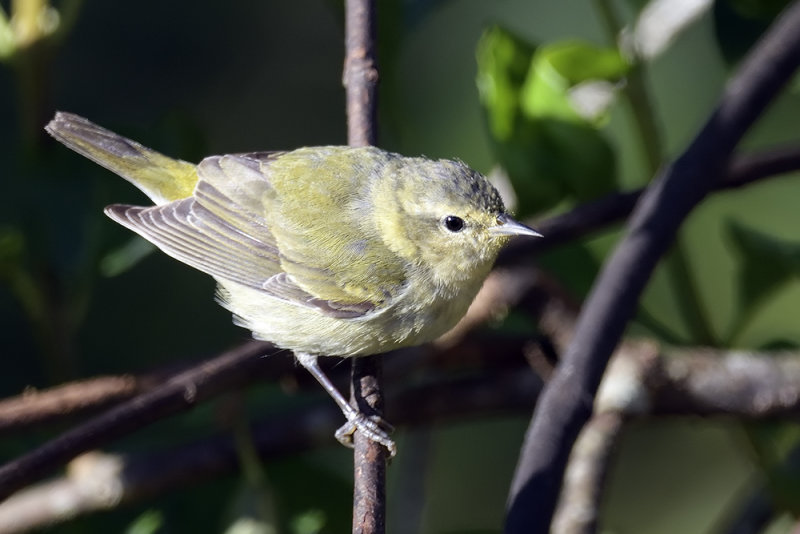 Tennessee Warbler