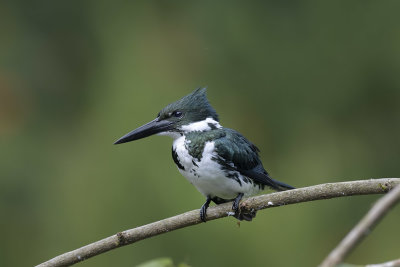 Amazon Kingfisher - female