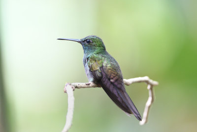 White-necked Jacobin - female