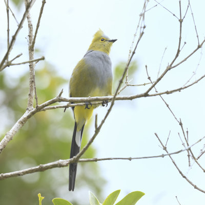 Long-tailed Silky Flycatcher