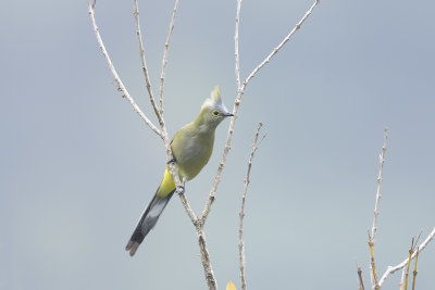 Long-tailed Silky Flycatcher