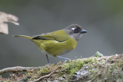 Common Bush-Tanager