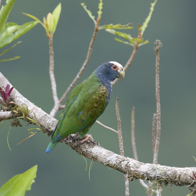 White-crowned Parrot