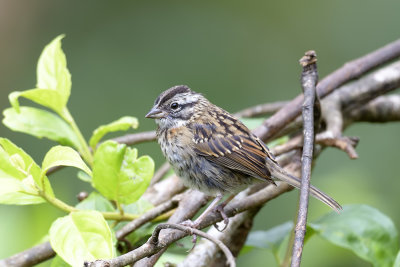 Rufous-collared Sparrow