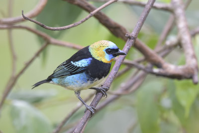 Golden-hooded Tanager