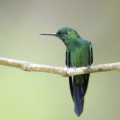 Green-crowned Brilliant male