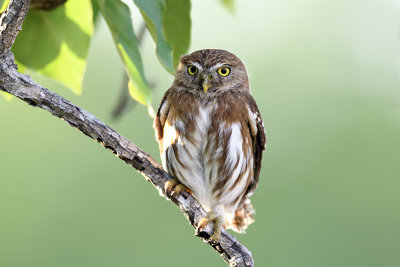 Ferruginous Pygmy-Owl