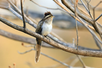 Striped Cuckoo