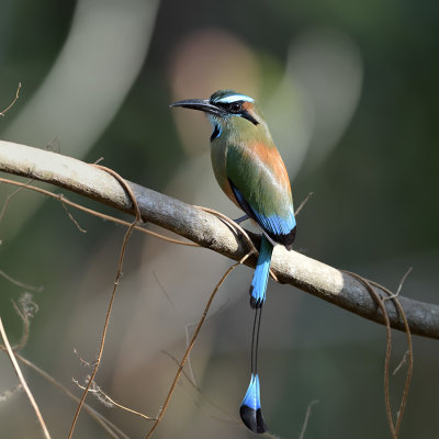 Blue-crowned Motmot