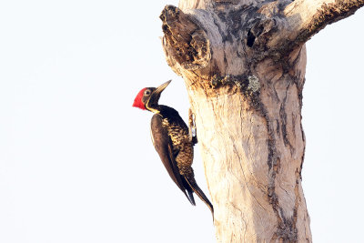Linated Woodpecker
