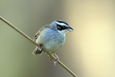 Stripe headed Sparrow
