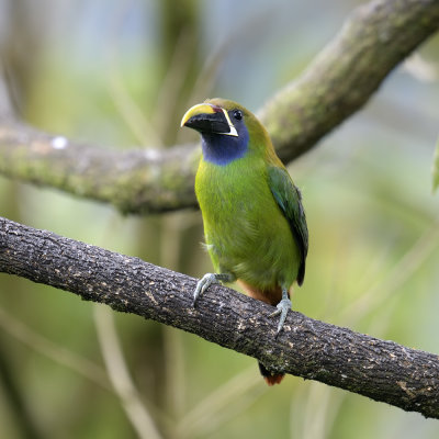 Emerald Toucanet