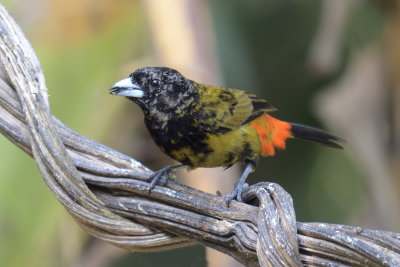 Passerinis or Cherries Tanager