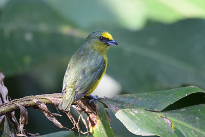 Olive-backed Euphonia - male