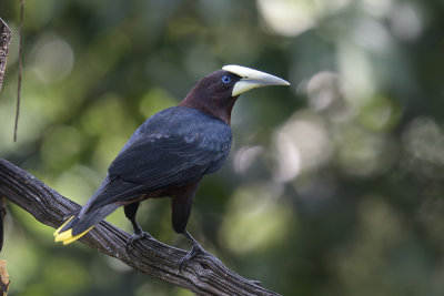 Chestnut-headed Oropendola