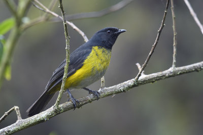 Blackand-and-yellow Silky-Flycatcher