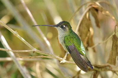 Magnificent Hummingbird - female