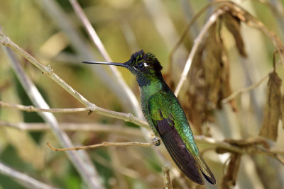 Green-crowned Brilliant - male