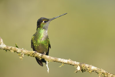 Magnificent Hummingbird - male