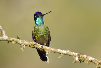 Magnificent Hummingbird - male in bright sun